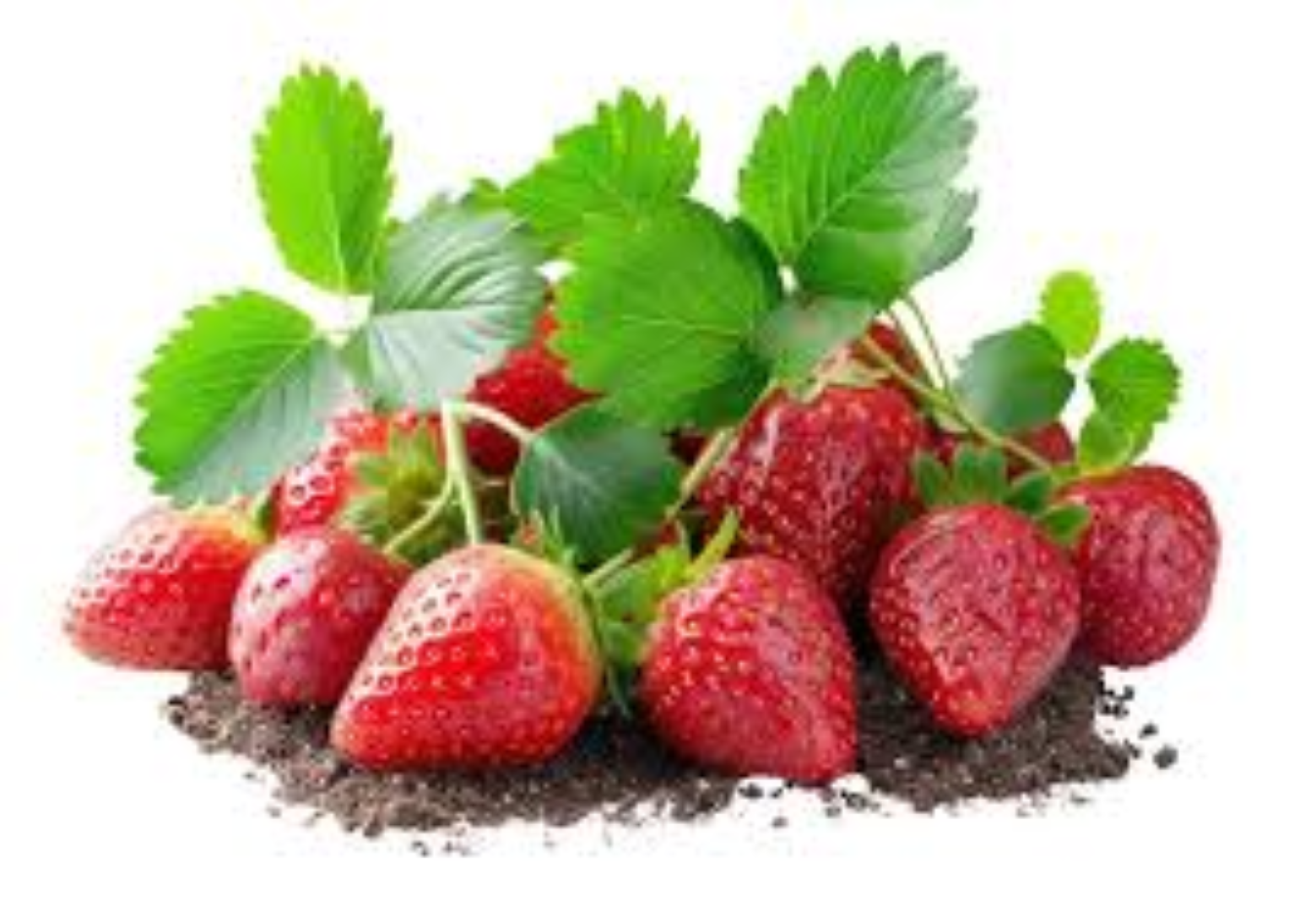 EVERGREEN STRAWBERRY 125G
